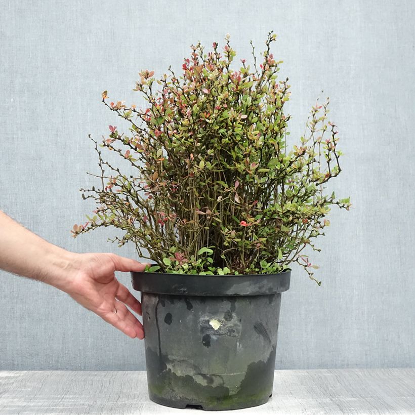 Berberis buxifolia Nana - Barberry 7.5L/10L pot sample as delivered in summer