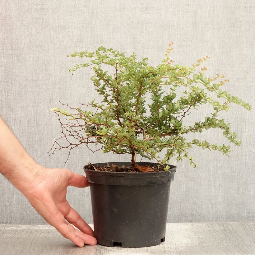 Berberis darwinii Compacta - Barberry 2L/3L pot sample as delivered in summer