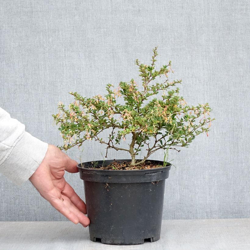 Berberis darwinii Compacta - Barberry 2L/3L potShipped height around 20/25cm sample as delivered in spring