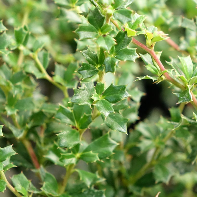 Berberis darwinii Compacta - Barberry (Foliage)