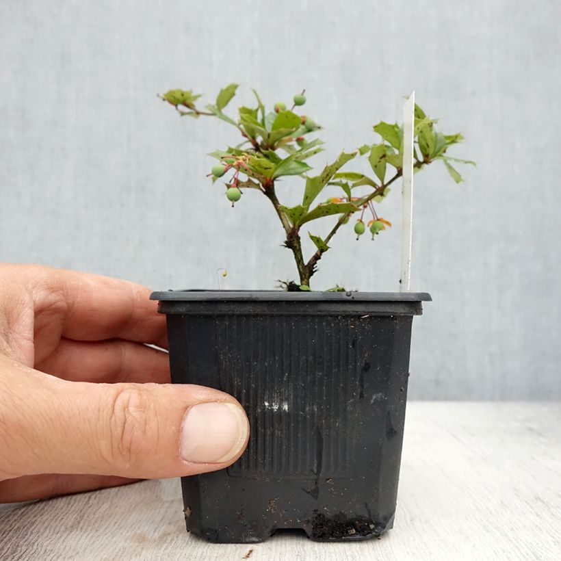 Berberis darwinii - Darwins barberry 8/9 cm potShipped height around 10/15cm sample as delivered in spring