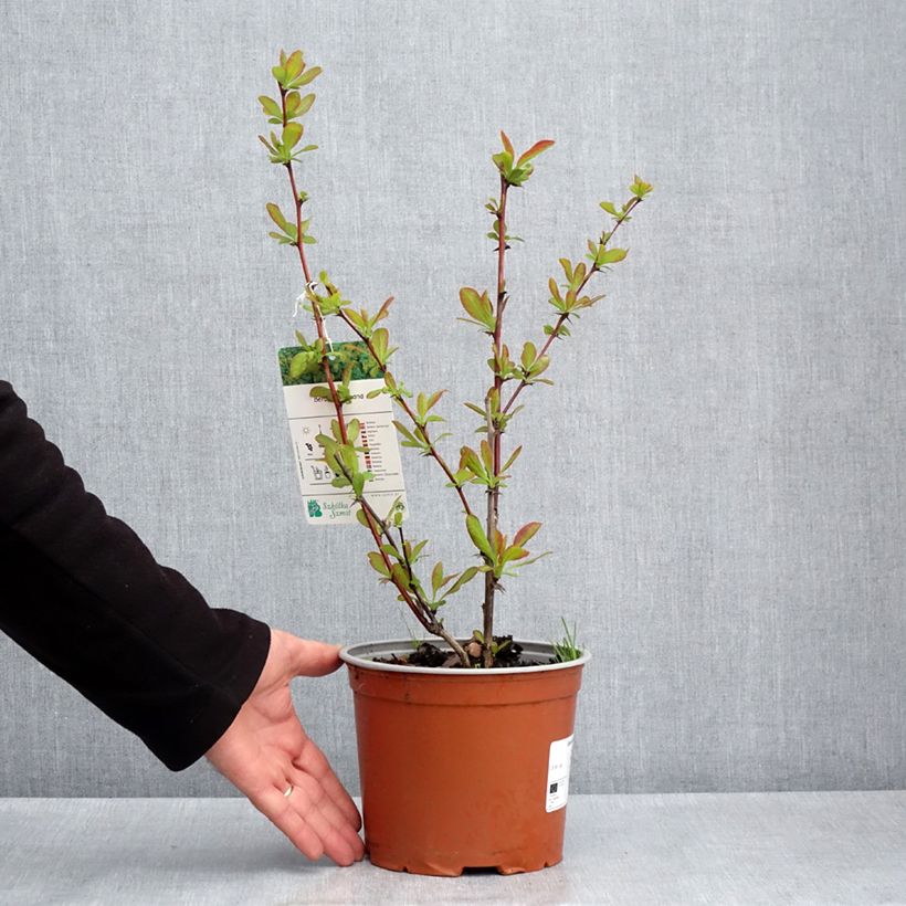 Berberis koreana - Korean barberry 3L/4L potShipped height around 40/60cm sample as delivered in spring