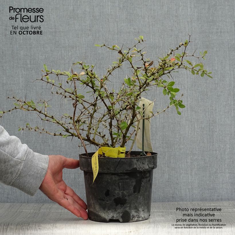 Berberis media Dual Jewel 30/40cm en pot de 3L. - Epine vinette sample as delivered in autumn