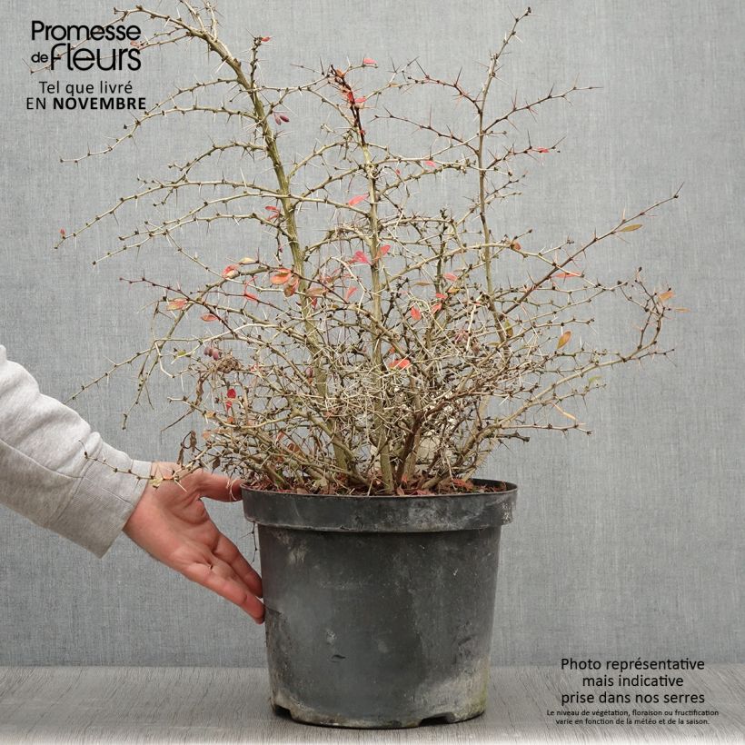 Berberis media Dual Jewel en pot de 10L.- Epine vinette sample as delivered in autumn