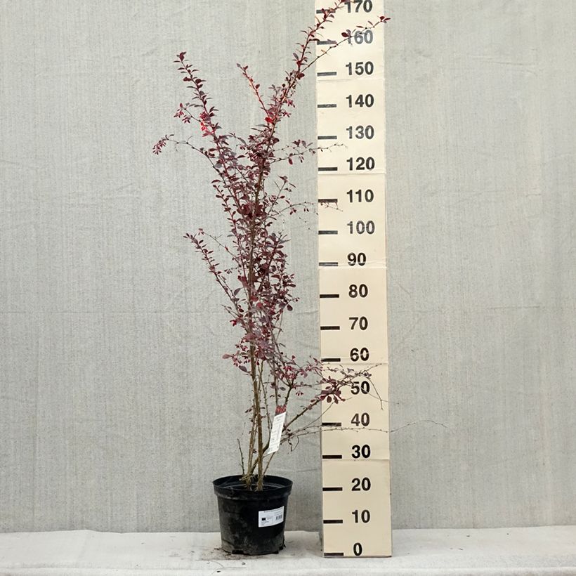 Berberis ottawensis Superba - Epine-vinette livré en pot de 7,5L/10L sample as delivered in summer