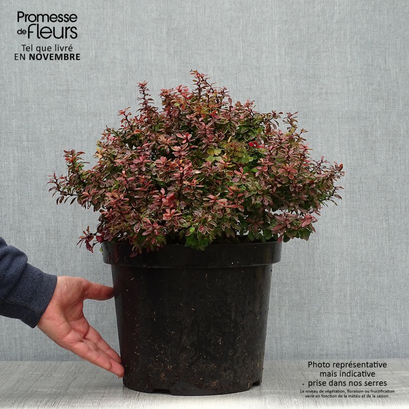 Berberis thunbergii Admiration-30/40cm en pot de 10L. sample as delivered in autumn