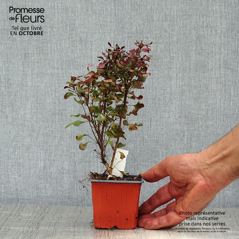 Berberis thunbergii Atropurpurea en godet de 9cm sample as delivered in autumn