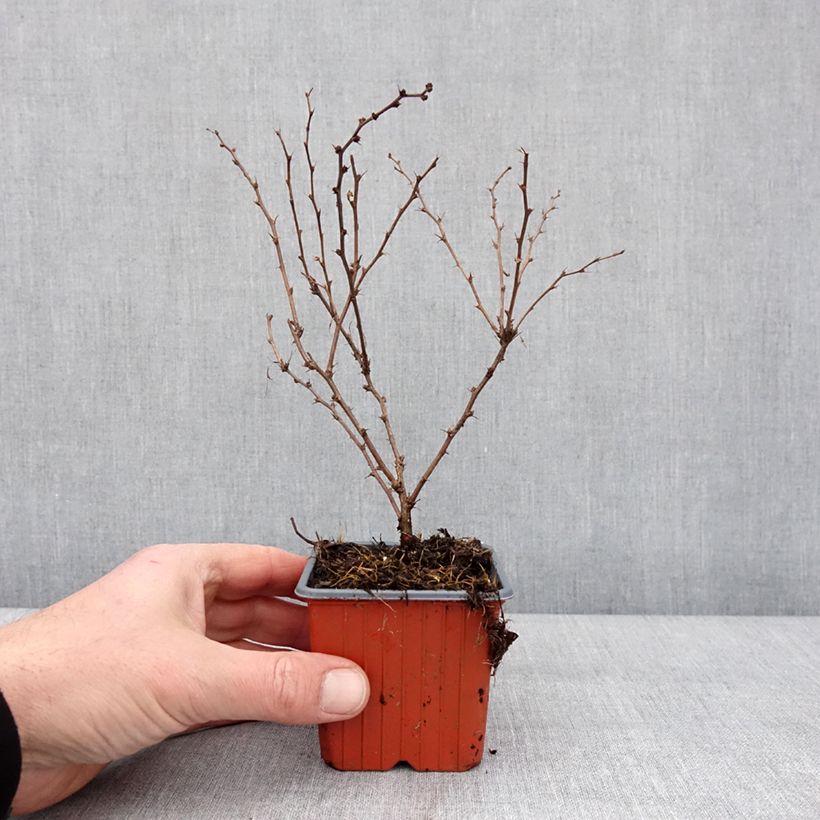 Berberis thunbergii Aurea - Japanese Barberry 8/9 cm pot sample as delivered in winter