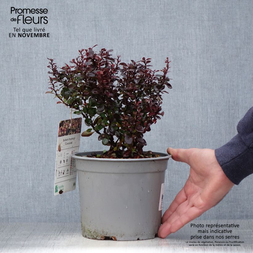 Berberis thunbergii Concorde - Barberry 2L/3L pot sample as delivered in autumn