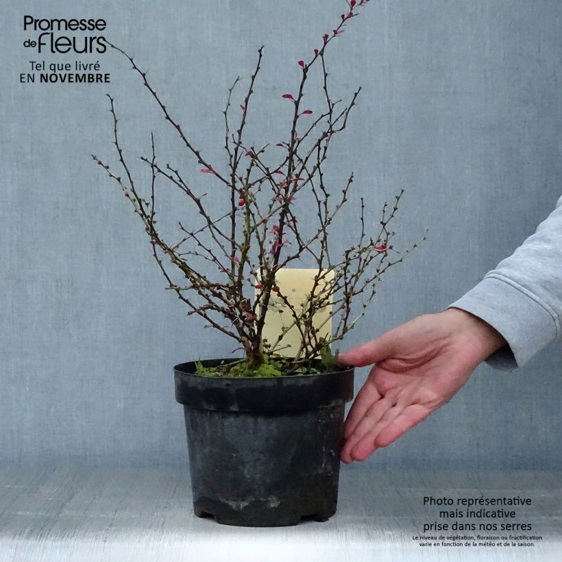 Berberis thunbergii Dart's Red Lady - Épine-vinette Pot de 2L/3L sample as delivered in autumn