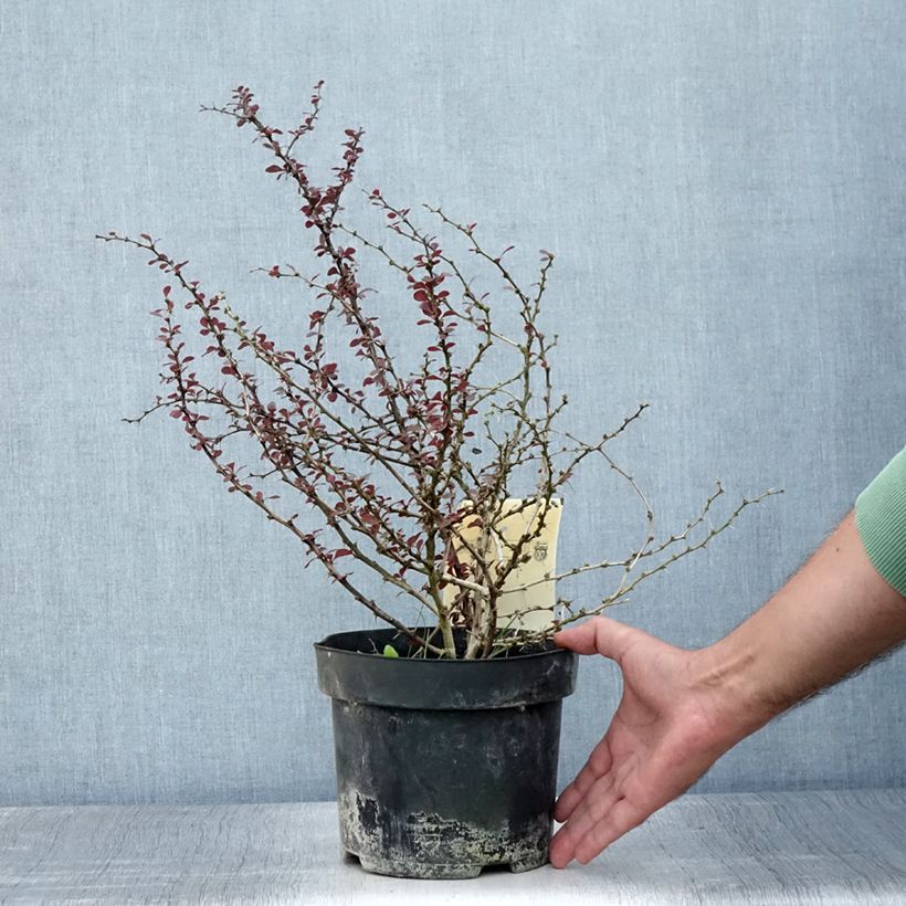 Berberis thunbergii Darts Red Lady - Barberry 2L/3L potShipped height around 20/25cm sample as delivered in summer