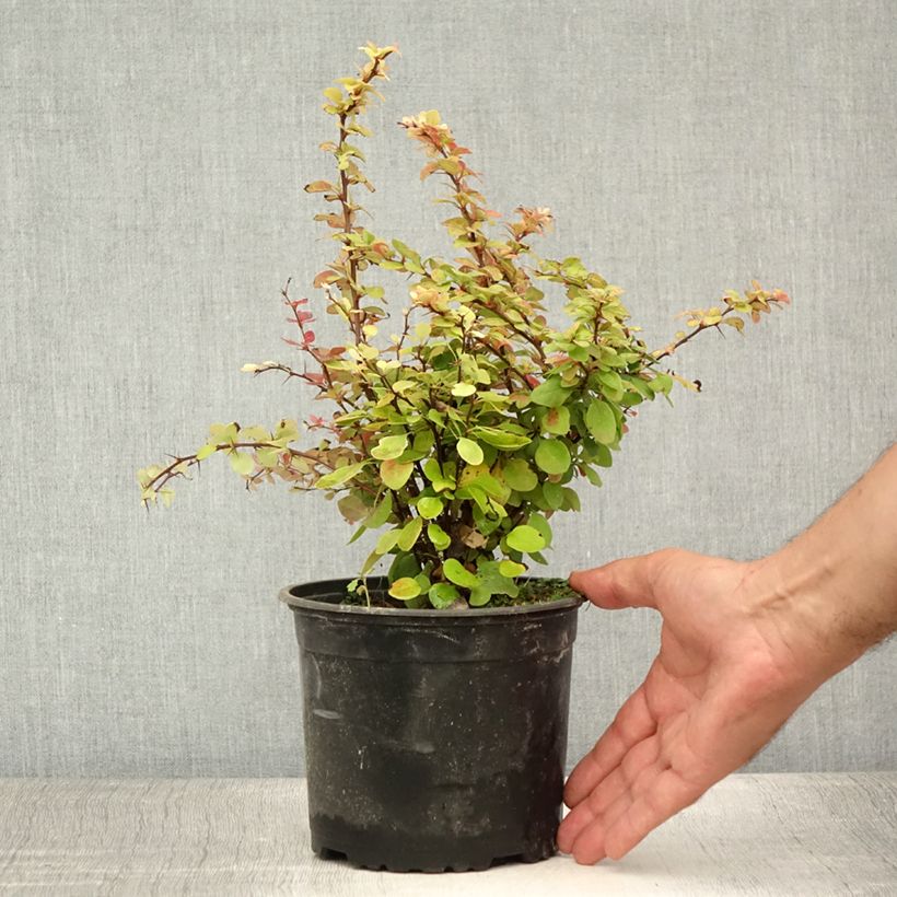 Berberis thunbergii - Barberry 2L/3L pot sample as delivered in summer