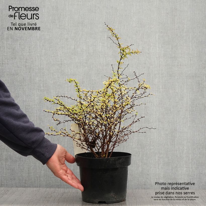 Berberis thunbergii Golden Dream - Épine-vinette Pot de 2L/3L sample as delivered in autumn