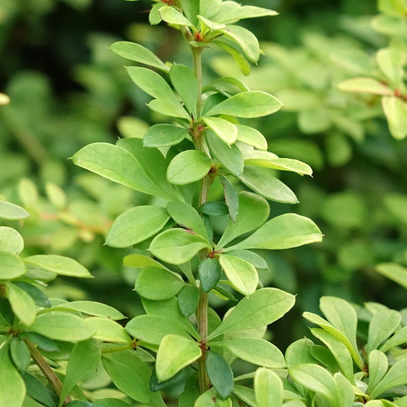 Berberis thunbergii Golden Dream - Barberry (Foliage)