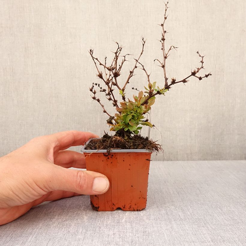 Berberis thunbergii Golden Ruby - Epine-vinette - Godet de 8/9 cm sample as delivered in spring