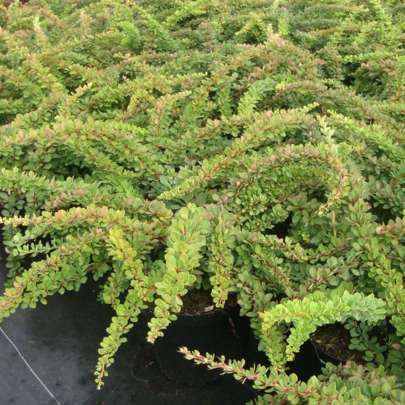Berberis thunbergii Green Carpet - Barberry (Plant habit)
