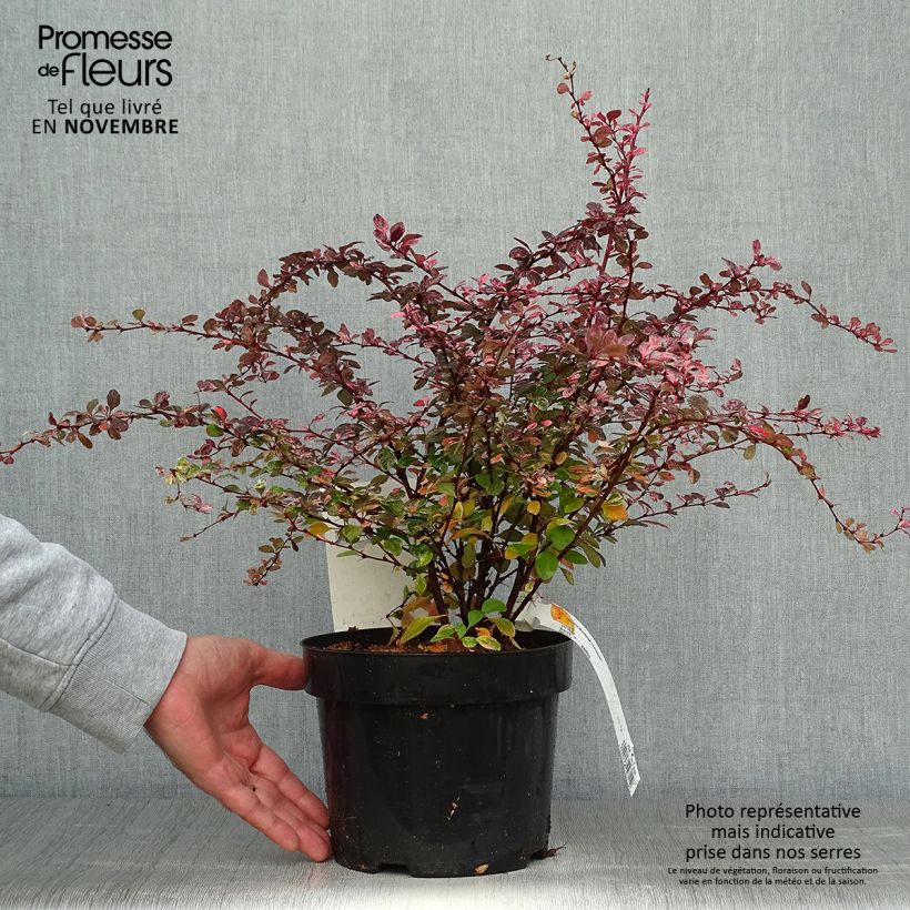 Berberis thunbergii Harlequin - Epine-vinette Pot de 2L/3L sample as delivered in autumn