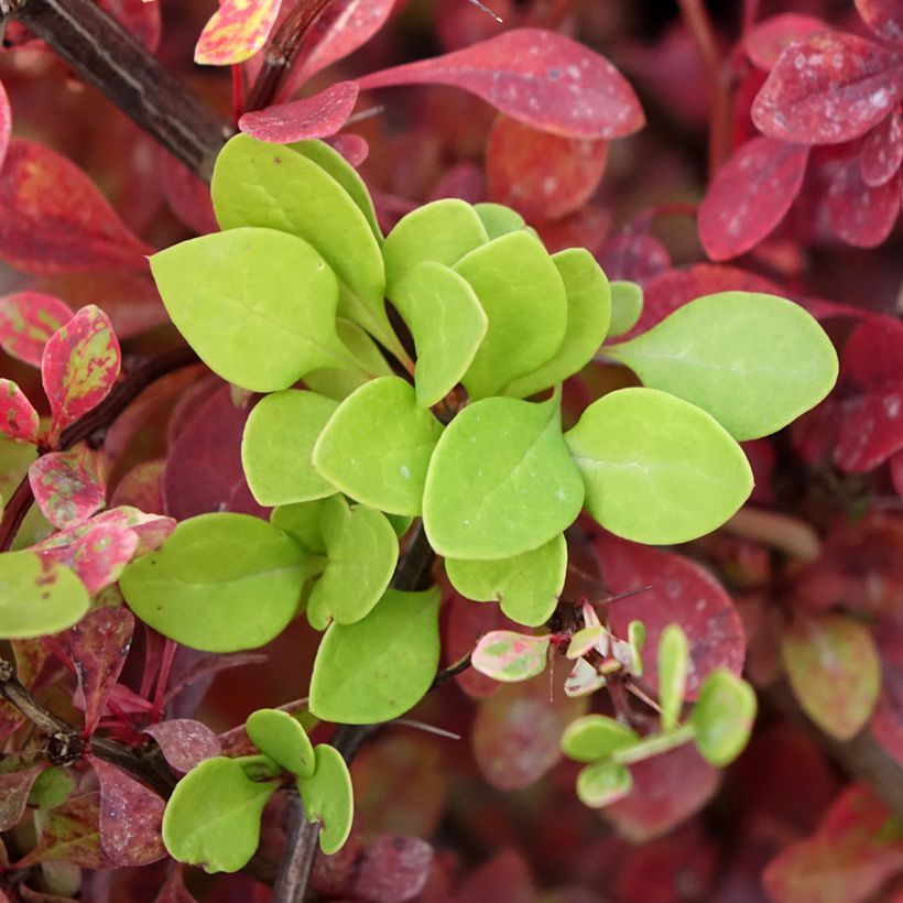 Berberis thunbergii Kelleriis (Foliage)