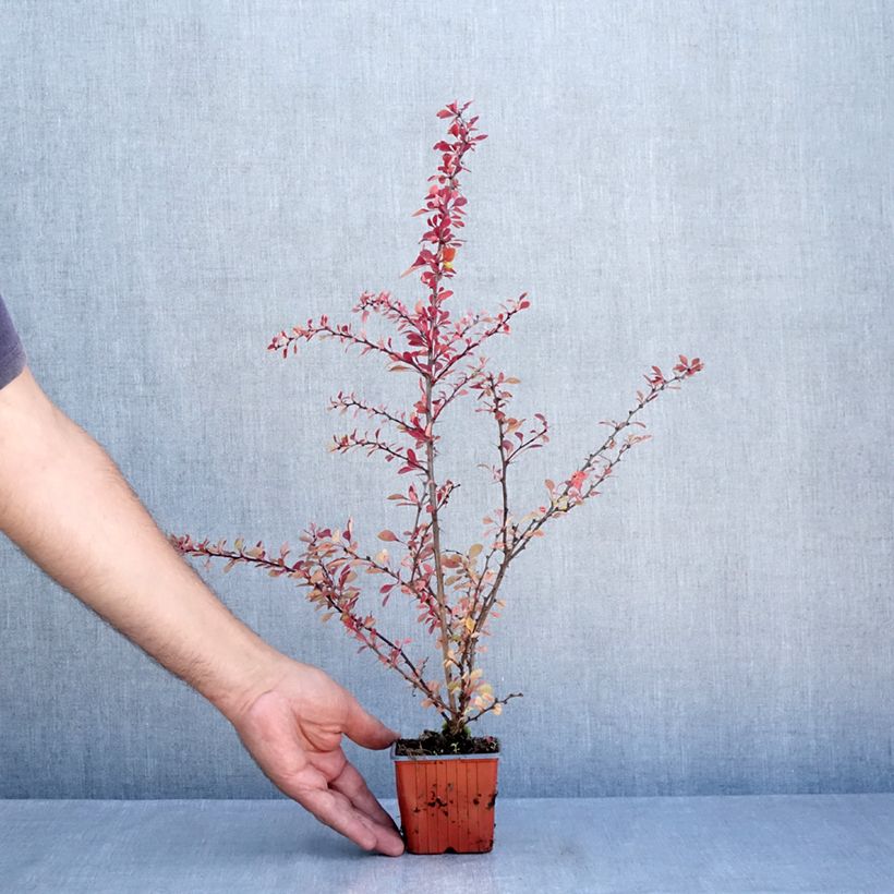Berberis thunbergii Kelleriis 8/9 cm pot sample as delivered in summer