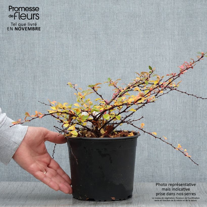 Berberis thunbergii Natasza Pot de 2L/3L sample as delivered in autumn