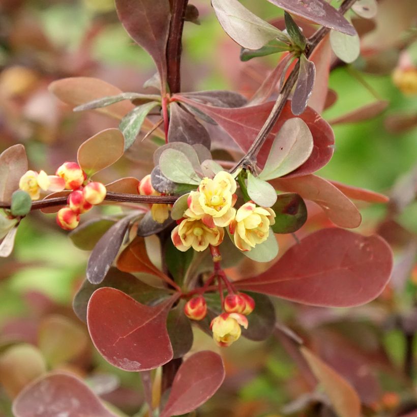 Berberis thunbergii Rosy Glow - Barberry (Flowering)