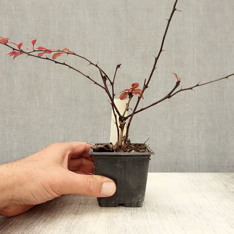 Berberis thunbergii Rosy Glow - Barberry 8/9 cm pot sample as delivered in autumn