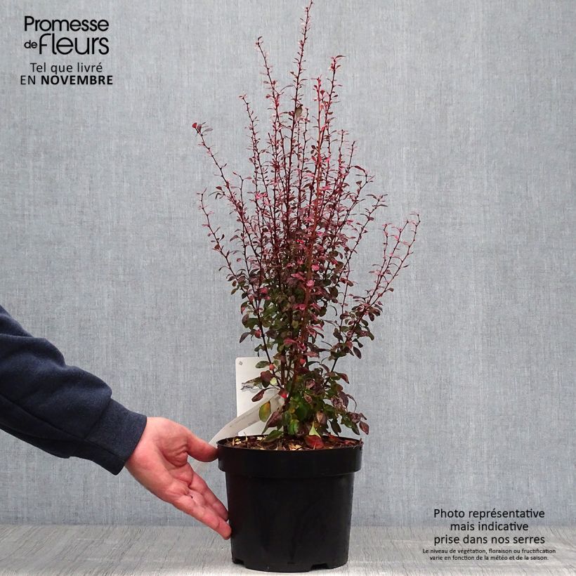 Berberis thunbergii Rosy Rocket en pot de 2l/3l sample as delivered in autumn