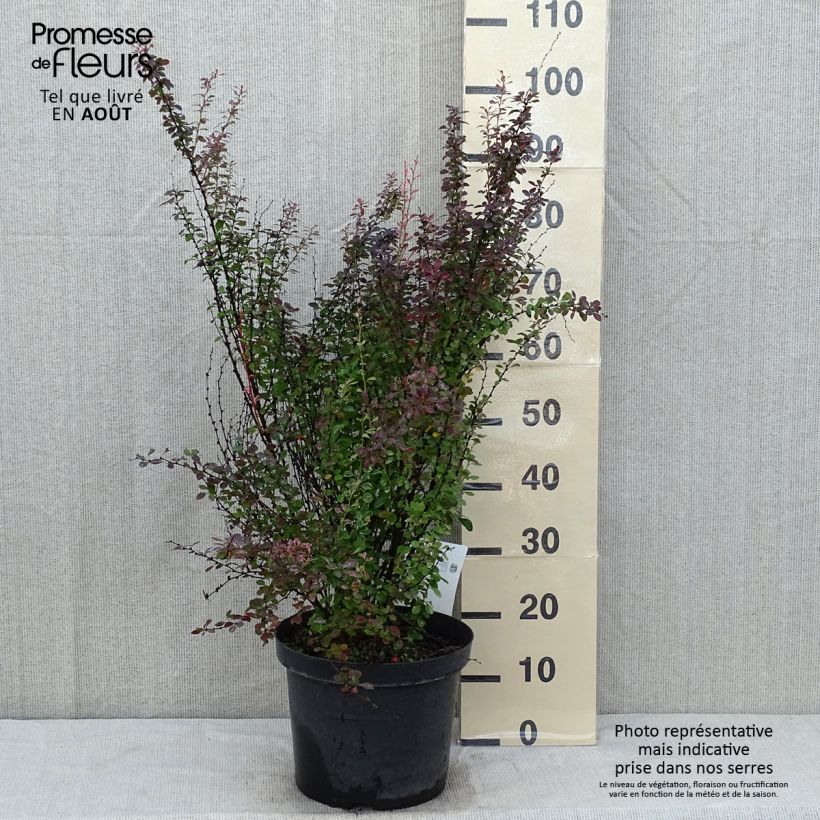 Berberis thunbergii Rosy Rocket - Barberry 7.5L/10L pot sample as delivered in summer