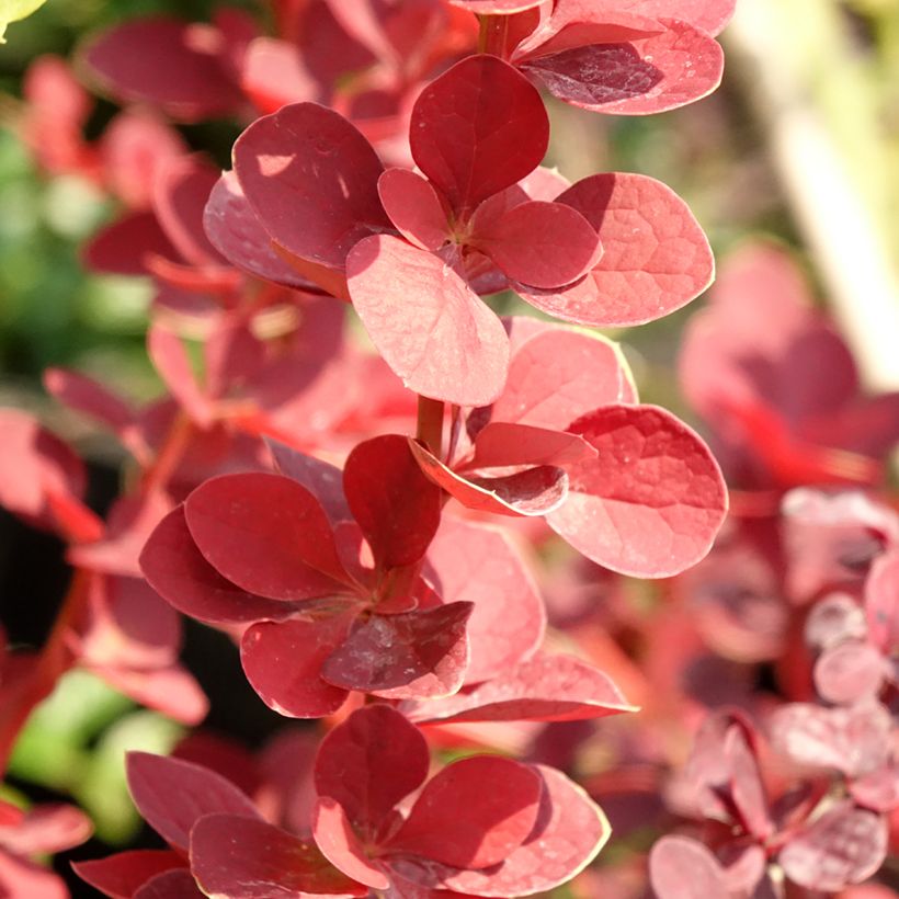 Berberis thunbergii Toscana - Barberry (Foliage)