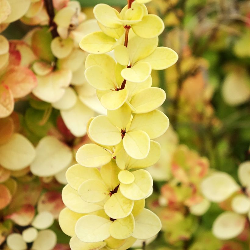 Berberis thunbergii Yellow Tower (Foliage)