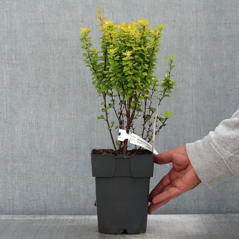 Berberis thunbergii Yellow Tower sample as delivered in autumn