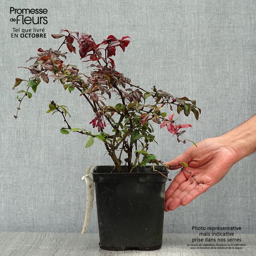 Berberis Thunderbolt® - Epine-vinette Pot de 2L/3L sample as delivered in autumn