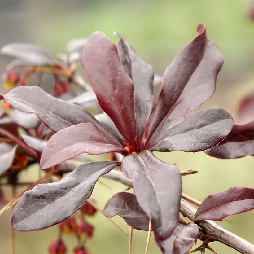 Berberis thunbergii Thunderbolt (Foliage)