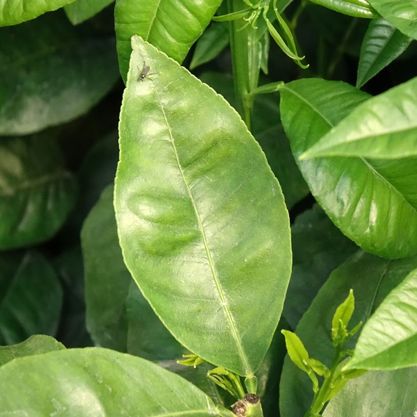 Citrus bergamia - Bergamot Orange (Foliage)