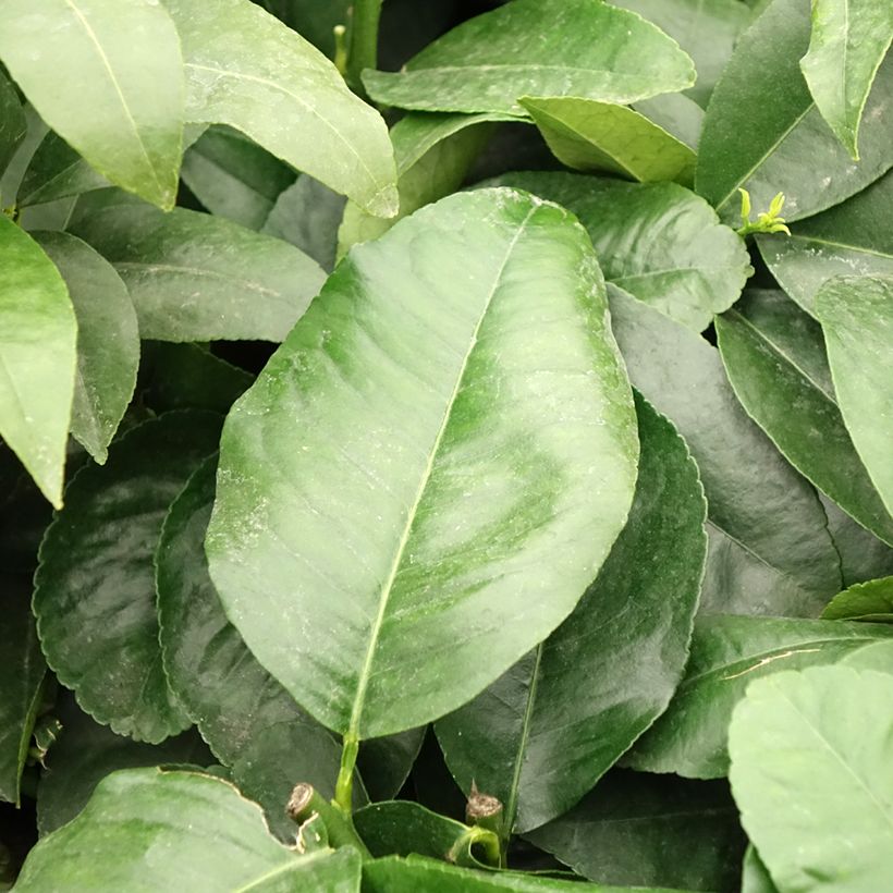 Citrus bergamia - Bergamot Orange (Foliage)