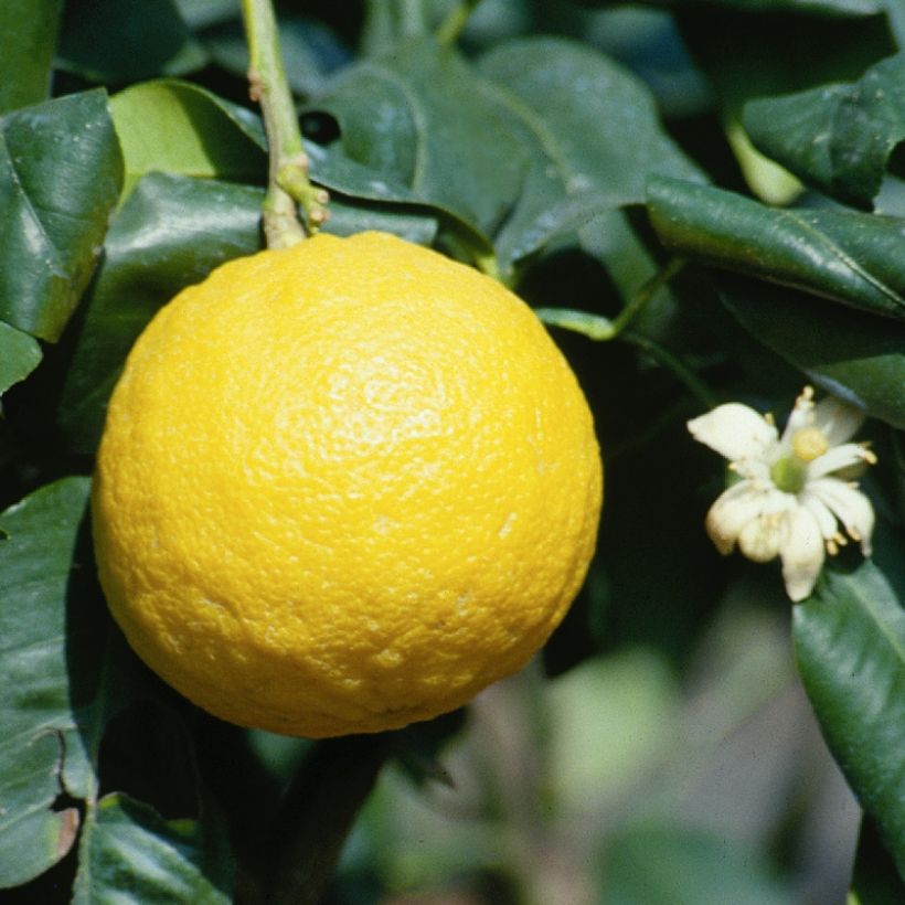 Citrus bergamia - Bergamot Orange (Harvest)