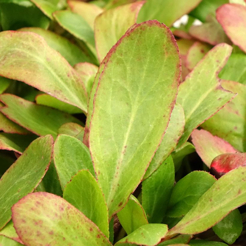 Bergenia Bach - Elephant's Ears (Foliage)