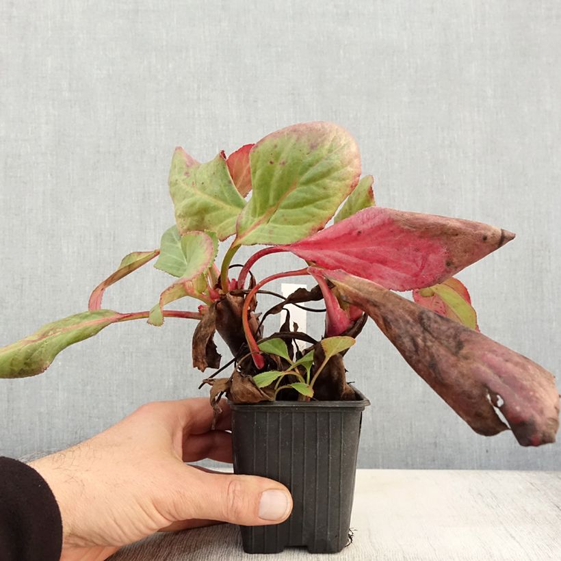 Bergenia Bressingham White - Elephant's Ears 8/9 cm pot sample as delivered in autumn