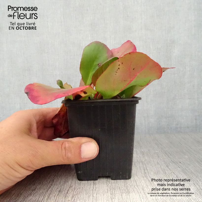 Bergenia cordifolia Eroïca - Elephant's Ears 8/9 cm pot sample as delivered in autumn