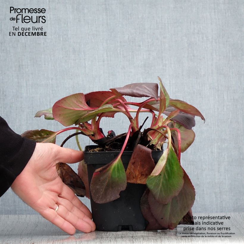 Bergenia cordifolia - Elephant's Ears 2L/3L pot sample as delivered in autumn