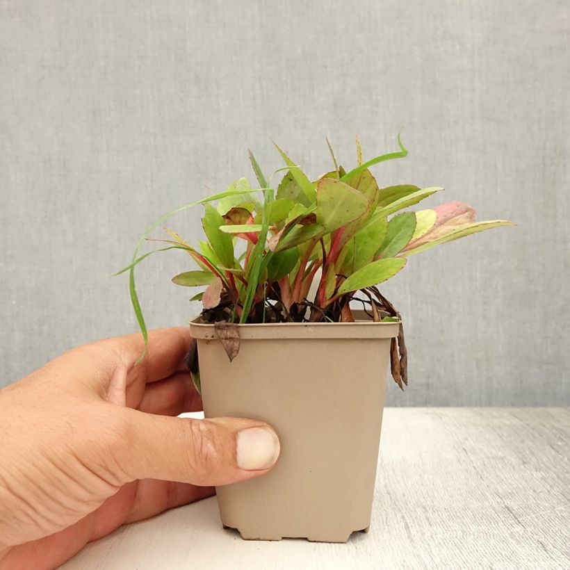 Bergenia Flirt - Elephant's Ears 8/9 cm pot sample as delivered in summer
