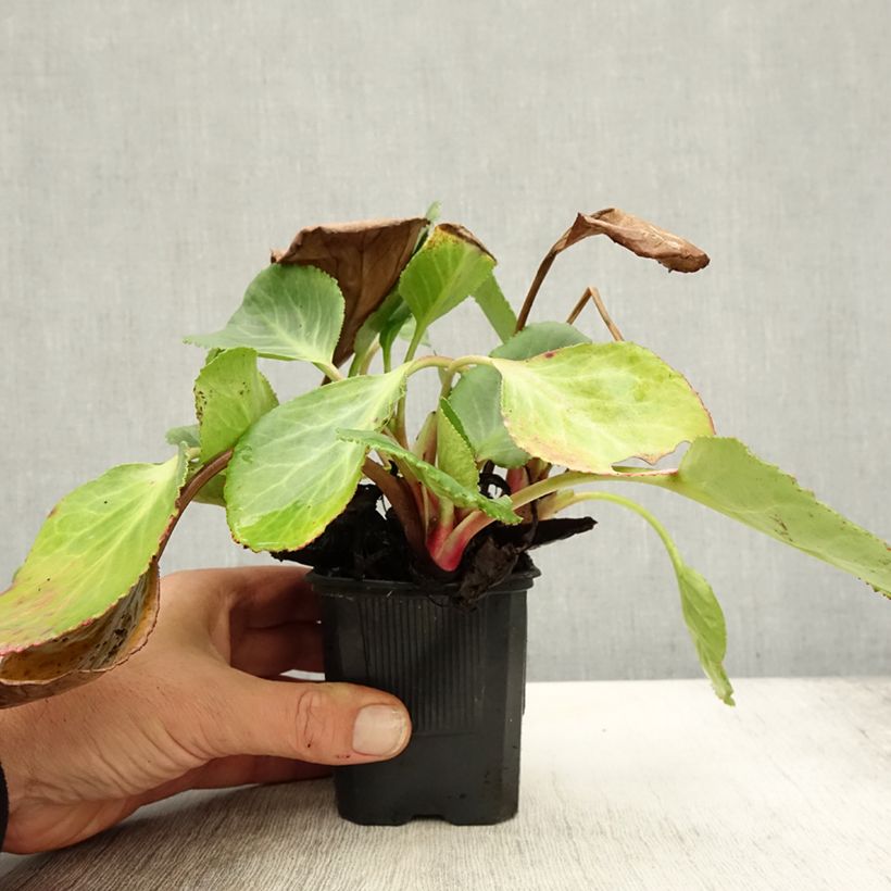 Bergenia Harzkristall - Elephant's Ears 8/9 cm pot sample as delivered in autumn