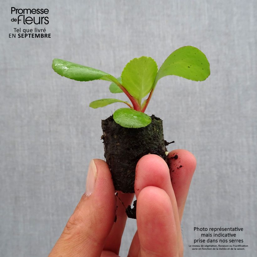 Bergenia Harzkristall - Elephant's Ears Plug plant 3/4cm sample as delivered in autumn