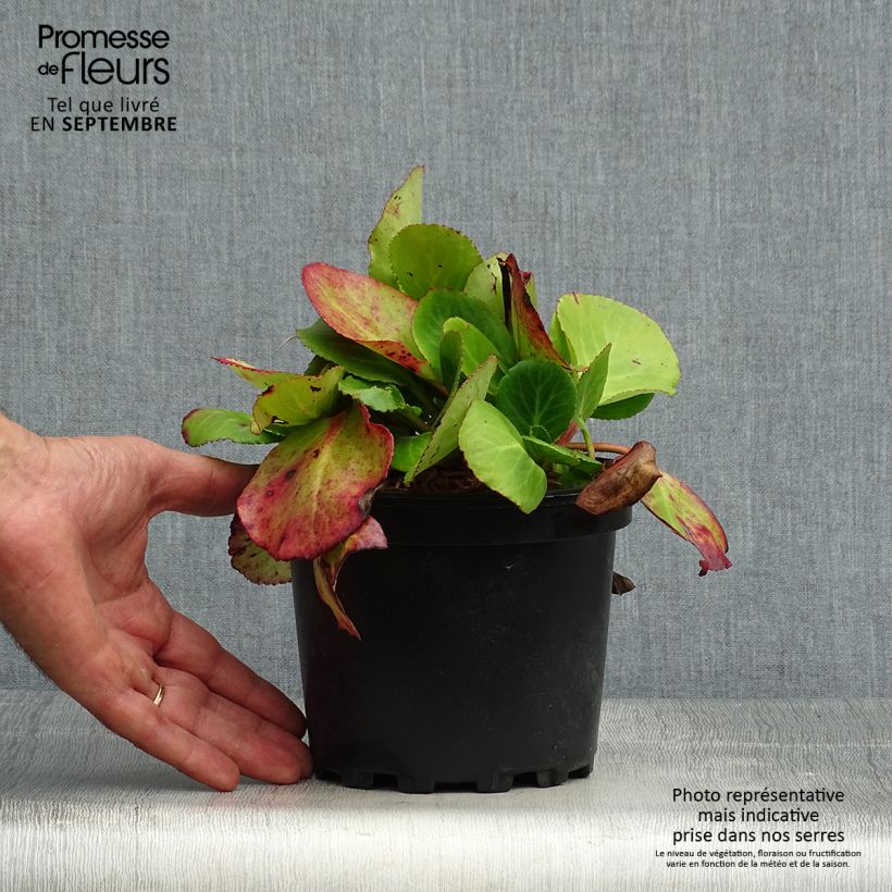 Bergenia Harzkristall - Elephant's Ears 2L/3L pot sample as delivered in autumn