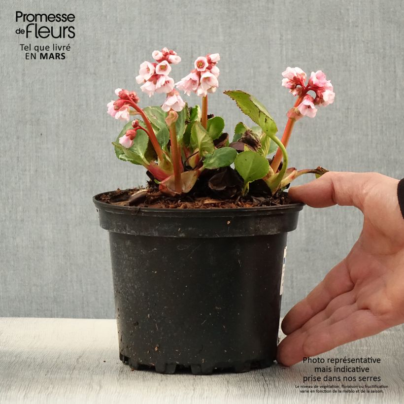 Bergenia Harzkristall - Elephant's Ears sample as delivered in spring