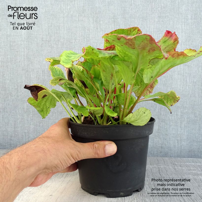 Bergenia cordifolia Morgenrote - Elephant's Ears 2L/3L pot sample as delivered in summer