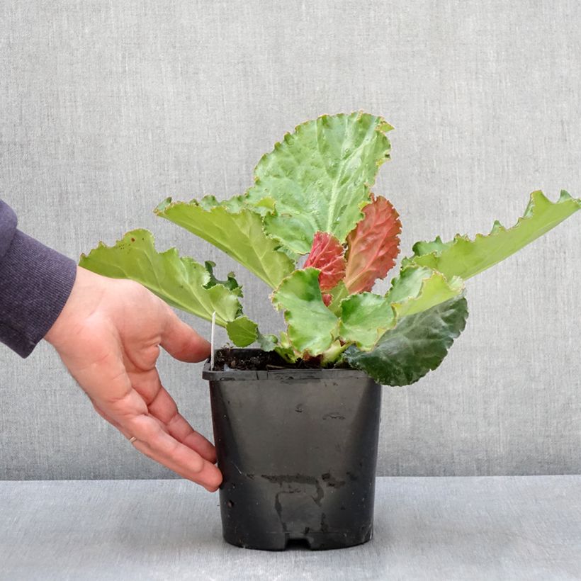 Bergenia ciliata Ripple Effect - Elephant's Ears 2L/3L pot sample as delivered in spring
