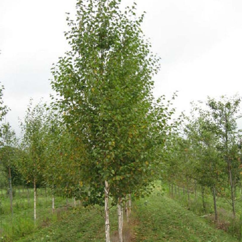 Betula nigra Heritage - Birch (Plant habit)