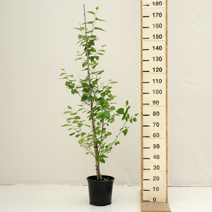Betula papyrifera - Paper Birch 7.5L/10L potShipped height around 150/170cm sample as delivered in spring