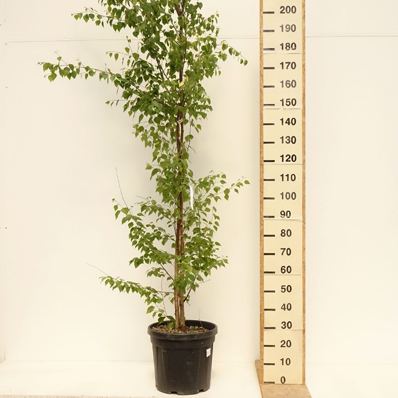 Betula pendula - Birch 18L/20L potShipped height around 150/200cm sample as delivered in spring